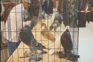 Fancy pigeons steal the show in Pakistan