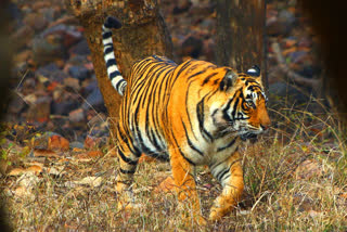 Tiger Wandering at mulugu