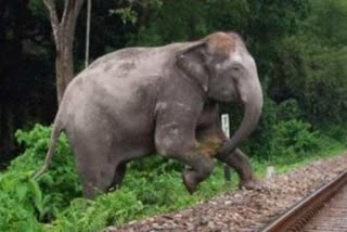 two elephants hit by train