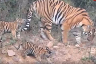 A video of a tigress with her four cubs