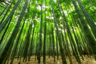 MP State Bamboo Mission