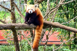 four animals will be released under red panda augmentation program
