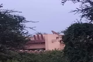 Panther on the roof of Sariska guest house
