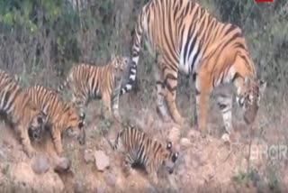 tigress with her four cubs