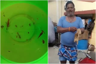 insects found in drinking water