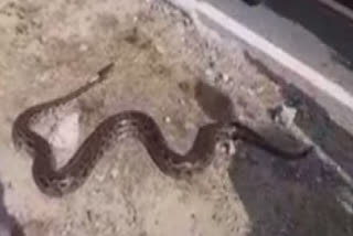 Python on the highway: A python blocked the highway in Haridwar