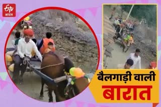 Baraat On Bullock Cart etv bharat