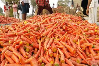 Carrot farming in hisar