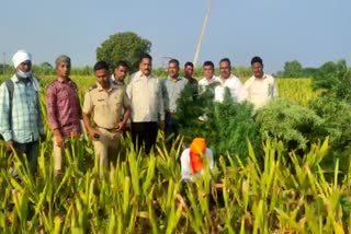 farmer cultivate ganja in turmeric crop