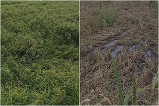 Paddy cultivation destroying in rain in kozhikode  paddy cultivation in kerala  heavy rain in kerala  Damage to crops in heavy rains in kerala  കനത്ത മഴയിൽ വിളകൾക്ക് നാശം  കേരളത്തിൽ കനത്ത മഴ  കേരളത്തിൽ നെൽകൃഷി  കോഴിക്കോട് കനത്ത മഴയിൽ നെൽക്കൃഷി നശിക്കുന്നു