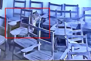 Leopard entered college in Aligarh