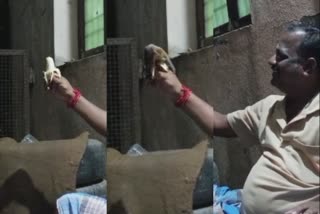 VIRAL VIDEO OF PUDUCHERRY BAT EATS FRUIT FROM MAN HAND, viral video of puducherry bats