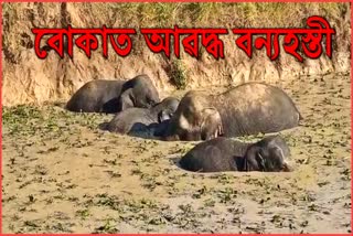 elephants-saved-after-getting-stuck-in-muddy-pond-in-goalpara