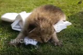 leopard cub etv bharat