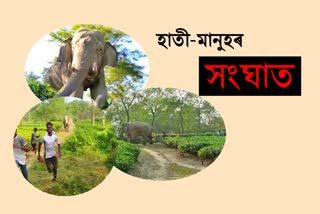 angry-villagers-resort-to-brutality-to-chase-away-wild-elephant-at-rangapara