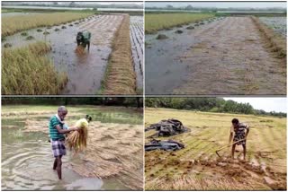 crop loss due to rainfall in Uttara kannada