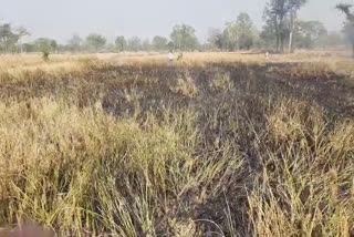 Crop burnt due to fire in the field