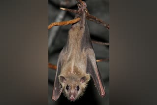 bats eating fruits from man hand  viral video of bats eating fruits  bats eating fruits from man hand in puducherry  bats eating fruits  bats eating fruits in puducherry  பழம் தின்னும் வௌவால்கள்  விசில் சத்தம் கேட்டதும் பழம் தின்னும் வௌவால்கள்  புதுச்சேரியில் ஒருவரின் கையில் இருந்து பழம் தின்னும் வௌவால்கள்  புதுச்சேரியில் பழம் தின்னும் வௌவால்கள்