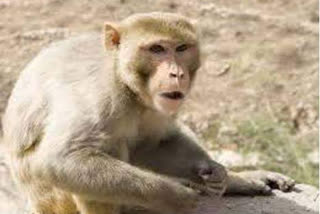 Himachal government demanded the Center to declare the monkeys as vermin.
