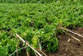 grape crops loss in sangli district