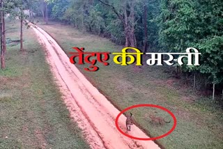 Leopard and its cubs seen in Palamu Tiger Reserve