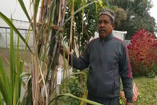 organic sugarcane farming in haldwani