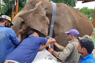 elephant-kusha