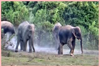 wild-elephant-roaming-openly-at-sukanjuri