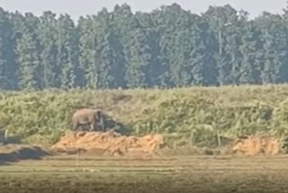 Again 6 Elephants got stuck in a pond at Choirabari area