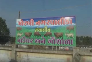 Morbi Municipality:મોરબીમાં રખડતા ઢોરના ત્રાસના કારણે પાલિકાએ ગૌશાળા બનાવી