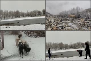 snowfall in kinnaur