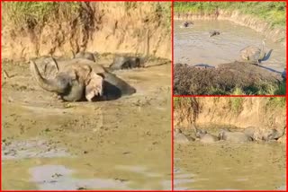 elephants stuck in pond