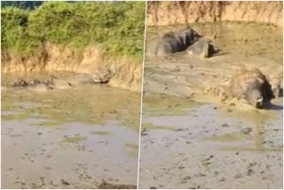 six-wild-elephants-stuck-in-a-pond