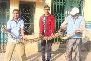 Python Enter at Suri Village