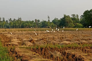 Farmers Afraid for Cyclone Jawad