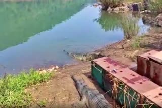 Crocodile in Satkosia Gorge: ସାତକୋଶିଆ ଗଣ୍ଡରେ ଛଡାହେଲା ଆଉ 4 ଘଡ଼ିଆଳ