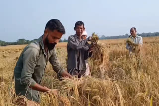 rangia paddy field