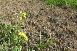 mustard cultivation destruction at Baihata