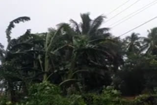 jawad cyclone effect in srikakulam