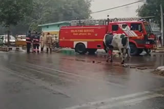 bike riders fell on road of Nangal Raya in delhi