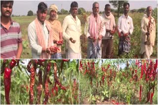 Chilli crop Destroyed due to rain