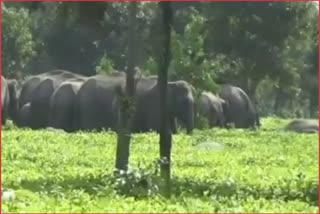 man-elephant-conflict-in-gohpur-assam