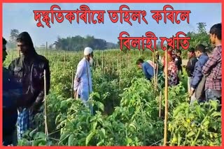 culprit destroy the tomato plant cultivation in Kalgachia