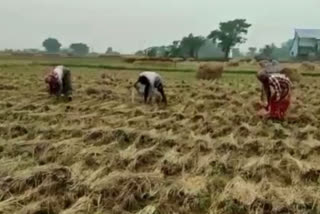 farmers harvesting crops amid cyclone jawad alert