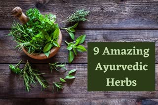 9 ayurvedic herbs for better health,  ayurvedic remedies,  health,  ashwagandha benefits,  triphala,  brahmi,  turmeric,  cumin,  Cardamom