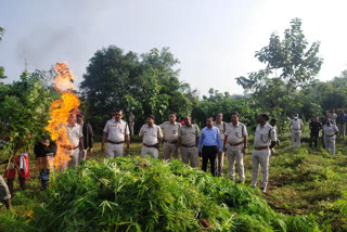 Ganja Cultivation: ୨୮ କୋଟିରୁ ଊର୍ଦ୍ଧ୍ବ ଗଞ୍ଜେଇ ଚାଷ ନଷ୍ଟ