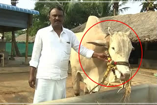 Ongole Cattle in Akhanda Movie, Akhanda Movie bulls