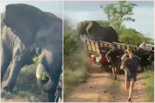 Angry Elephant attack tourist safari In South Africa