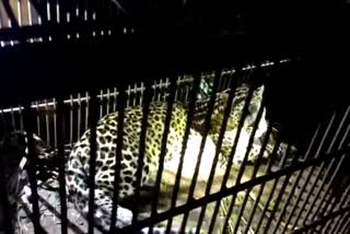 Leopard caged in dibrugarh