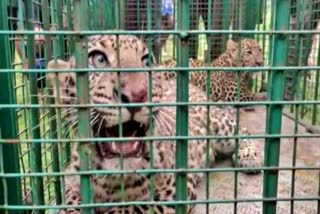 Leopard, cub trapped in Mysore